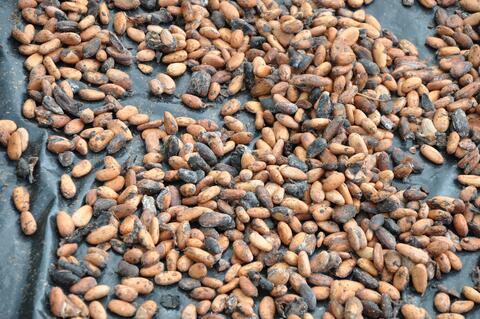 Cacao