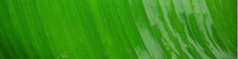 Feuille
