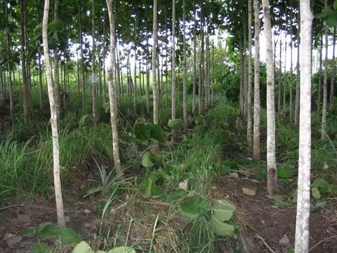 Forêt de teck